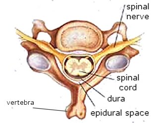 epidural space outline