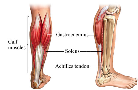 The Achilles tendon, the.thickest and strongest tendon in the body, 