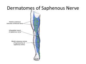 Dermatomes of Saphenous Nerve